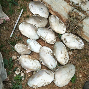 Wholesale Seashells industry insight