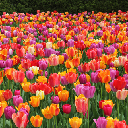 Wholesale Tulip Bulbs