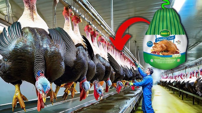 Wholesale Turkey industry insight