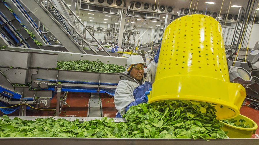 Wholesale Vegetable Plants industry insight