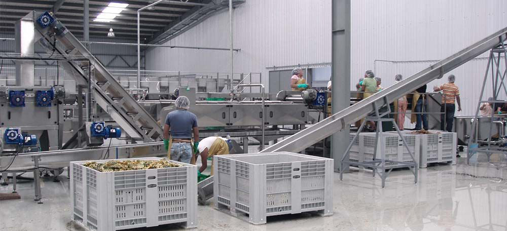 Wholesale Vegetables industry insight