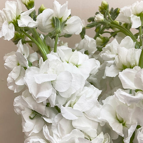Wholesale White Flowers industry insight