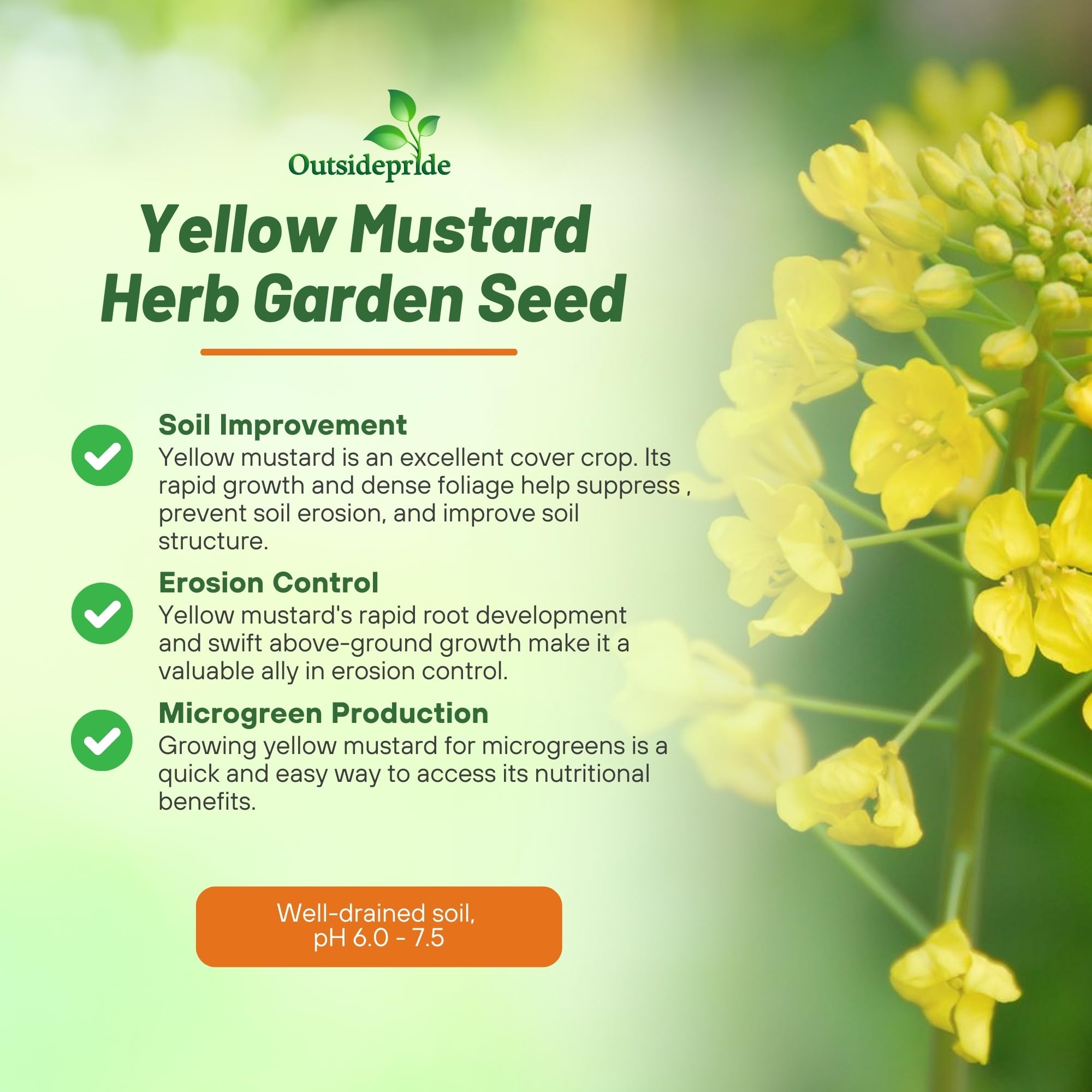 Yellow Mustard Seeds