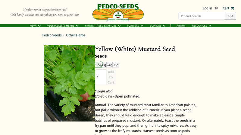 Yellow (White) Mustard Seed